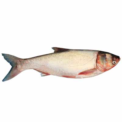 Bighead Fish 1kg (±50g)