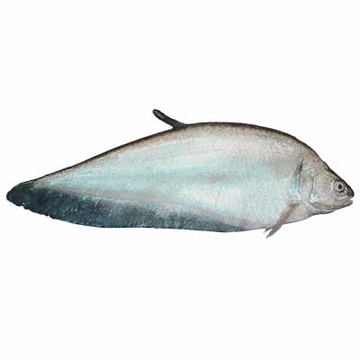 Clown Knifefish (Citol) 1kg (±50g)