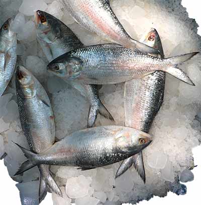 Ilish 500g (±25g)