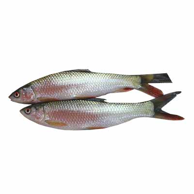 Rui Fish 1kg (±50g)