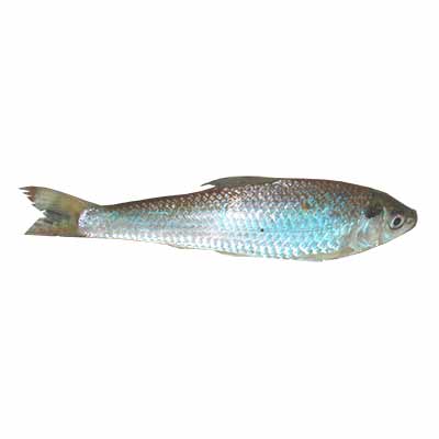 Bata Fish 1kg (±50g)