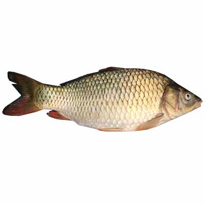 Bhetki (Japani) Fish 1kg (±50g)