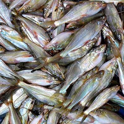 Tengra Fish 250g (±10g)