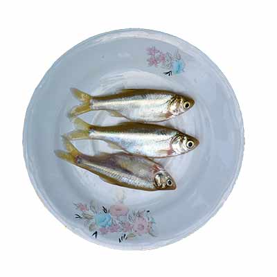 Moya Fish 250g (±10g)