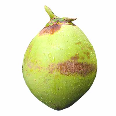 Coconut (Dab) 1 Piece