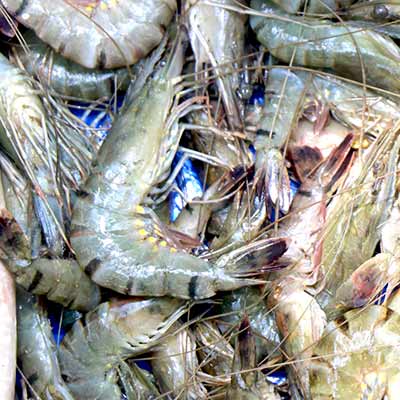 Shrimp (Chingri) Fish 500g (±30g)